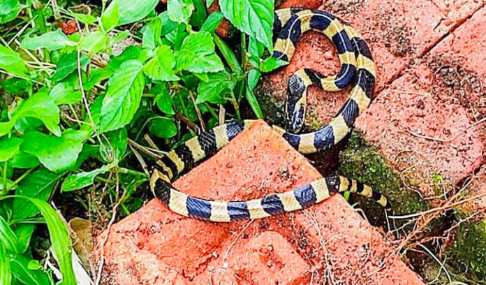 পথেঘাটে দেখা মিলিছে শঙ্খিনীর, তবে কামড়ের রেকর্ড নেই ০২০৮২০২৫