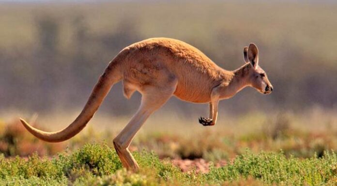 KANGROO