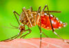 চিকনগুনিয়া প্রতিরোধের উপায় কী