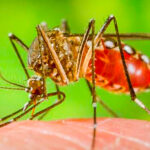 চিকনগুনিয়া প্রতিরোধের উপায় কী