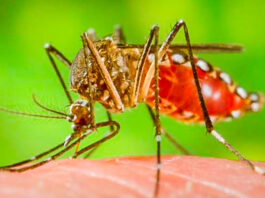 চিকনগুনিয়া প্রতিরোধের উপায় কী