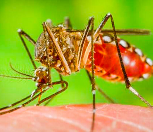 চিকনগুনিয়া প্রতিরোধের উপায় কী