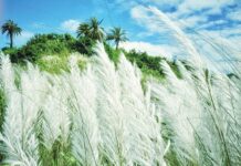 শুভ্র শরৎ