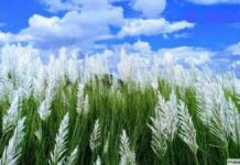 ছড়া ও কবিতা