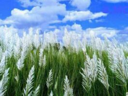 ছড়া ও কবিতা