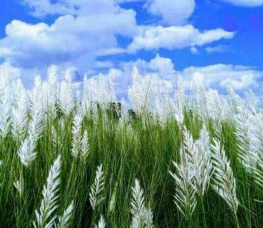 ছড়া ও কবিতা