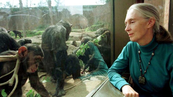 jane-goodall-021025-04-1759379018