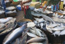 সরবরাহ বাড়লেও মাছের বাজার অস্থির