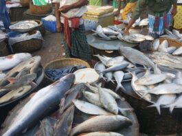 সরবরাহ বাড়লেও মাছের বাজার অস্থির