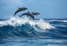 ডলফিন : সাগরের হাসিখুশি বুদ্ধিমান প্রাণী