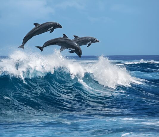 ডলফিন : সাগরের হাসিখুশি বুদ্ধিমান প্রাণী