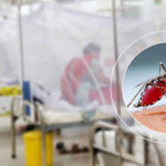 ডেঙ্গুতে ২৪ ঘণ্টায় ১০ জনের মৃত্যু, হাসপাতালে ভর্তি ১০৬৯