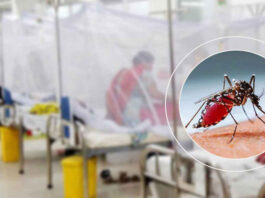 ডেঙ্গুতে ২৪ ঘণ্টায় ১০ জনের মৃত্যু, হাসপাতালে ভর্তি ১০৬৯