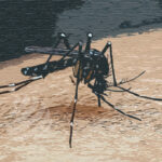 ডেঙ্গু আক্রান্ত হয়ে হাসপাতালে ভর্তি ৮৩৪ জন