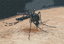 ডেঙ্গু আক্রান্ত হয়ে হাসপাতালে ভর্তি ৮৩৪ জন