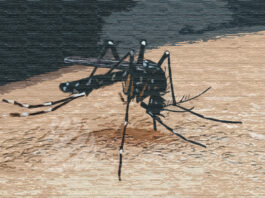 ডেঙ্গু আক্রান্ত হয়ে হাসপাতালে ভর্তি ৮৩৪ জন