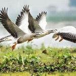 অতিথি পাখি প্রকৃতির সৌন্দর্য