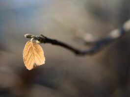 শীতের পদাবলী : বাংলা সাহিত্যে শীত