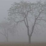 আগামী ৫ দিন থাকবে কুয়াশার দাপট