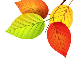 ছড়া ও কবিতা