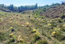 বিপন্ন বন ও পরিবেশ : রোহিঙ্গা শিবিরে জ্বালানি সংকটের চড়া মাশুল