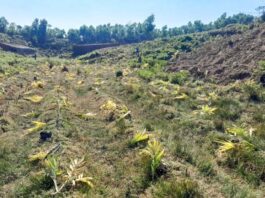 বিপন্ন বন ও পরিবেশ : রোহিঙ্গা শিবিরে জ্বালানি সংকটের চড়া মাশুল
