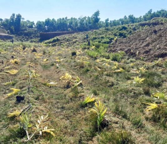 বিপন্ন বন ও পরিবেশ : রোহিঙ্গা শিবিরে জ্বালানি সংকটের চড়া মাশুল