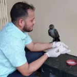 পক্সে আক্রান্ত কাককে চিকিৎসা শেষে ছেড়ে দেওয়া হলো