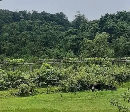 উখিয়া সীমান্তে মাইন বিস্ফোরণে উড়ে গেল যুবকের পা