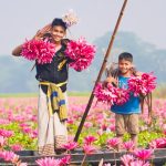 লাল শাপলার বিল