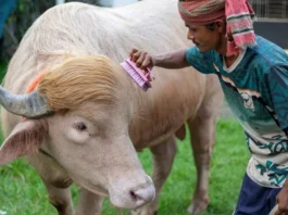 স্বরাষ্ট্রমন্ত্রীর হস্তক্ষেপে কোরবানি হচ্ছে না ‘ডোনাল্ড ট্রাম্প’