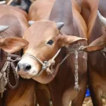 পশ্চিমবঙ্গে এবার গরু কোরবানি না করার আহ্বান কলকাতার ইমামের