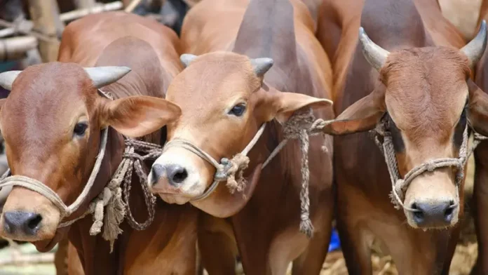 india-cow-20260519224257