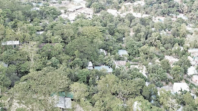 jungle-salimpur