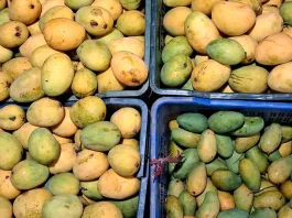 অপরিপক্ক আমে বাজার সয়লাব