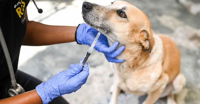 rabies-2-20260615102925