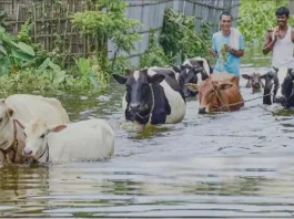 প্রাণিসম্পদ খাতে ২৭ কোটি টাকারও বেশি ক্ষতি