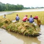 বন্যায় ক্ষতিগ্রস্ত কৃষকদের পাশে দাঁড়াতে হবে