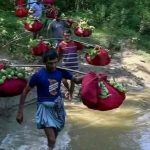 বিদেশে রপ্তানি হচ্ছে চন্দনাইশের কাঞ্চন পেয়ারা