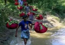 বিদেশে রপ্তানি হচ্ছে চন্দনাইশের কাঞ্চন পেয়ারা