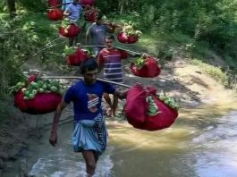 বিদেশে রপ্তানি হচ্ছে চন্দনাইশের কাঞ্চন পেয়ারা