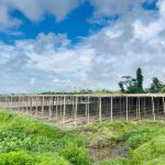 নতুন পান বরজে স্বপ্ন বুনছেন মহেশখালীর চাষিরা