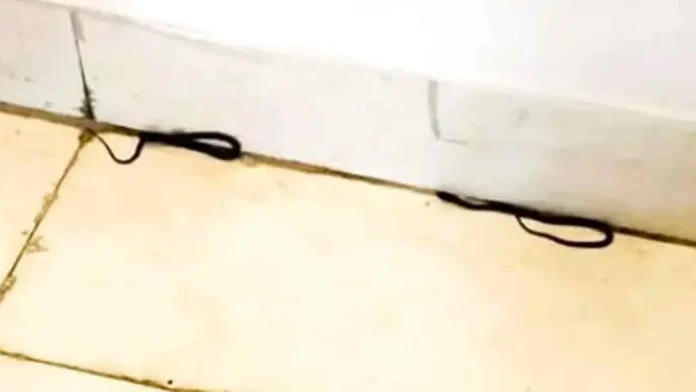 snake-20260827133612
