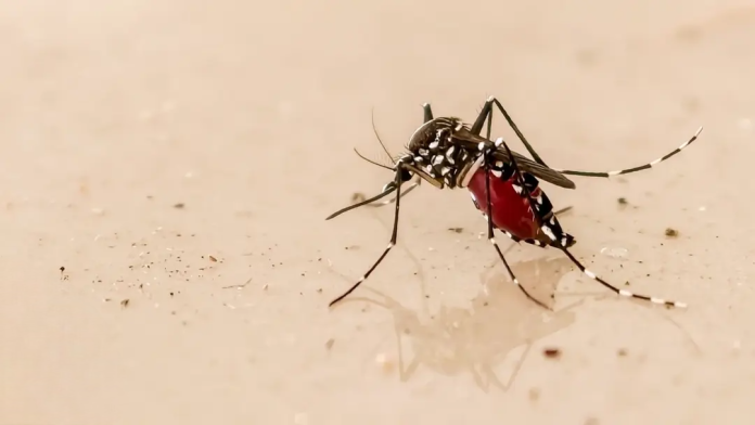 dengue-20260909144456-Photoroom