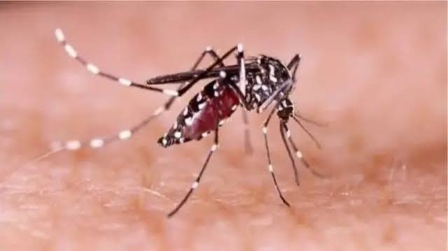 চট্টগ্রামে ডেঙ্গুর আগ্রাসন অব্যাহত, একদিনে নতুন আক্রান্ত আটানব্বই জন