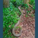 বোয়ালখালীতে ১২ ফুটের বার্মিজ অজগর উদ্ধার