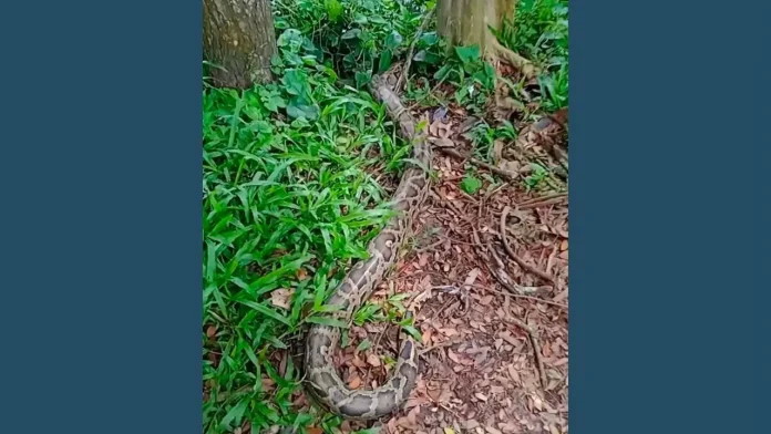 snake-20260901115846